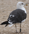 juvenile LBBG in October, ringed in Norway. (131273 bytes)